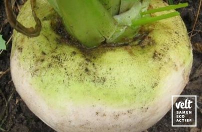 Raap - knol - Platte Witte Mei