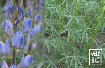 Blauwe lupine