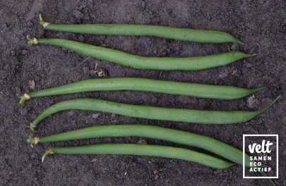 Boon - Stamsla - Compass