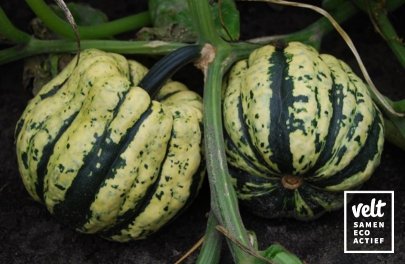 Pompoen - Sweet Dumpling (Cucurbita pepo)