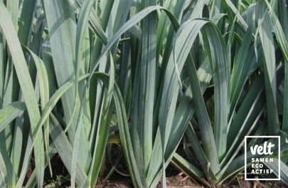 Prei - Herbstriesen 2/Hannibal