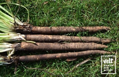 Schorseneer - Hoffmanns Schwarze Pfahl