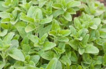 Oregano - Griekse