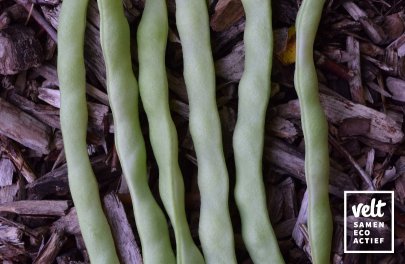 Boon - Staak - Trebona