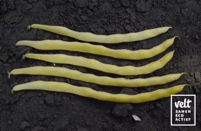 Boon - Stok - Neckargold