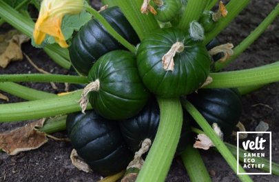 Pompoen - Zaphito (Cucurbita maxima)