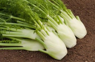 Venkel - knolvenkel - Fino