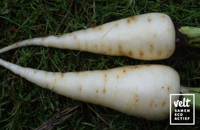 Wortel - Blanche des Vosges