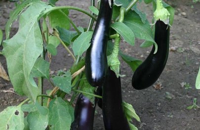 Aubergine - Violetta Lunga-3