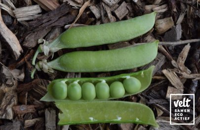 Erwt - Dop - Kleine Rheinländerin