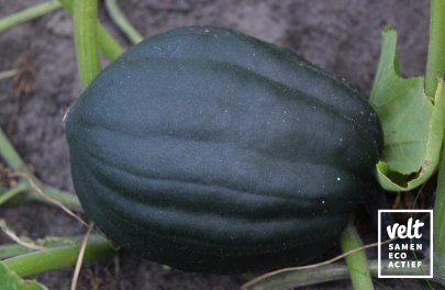 Pompoen - Table Queen (Cucurbita pepo)
