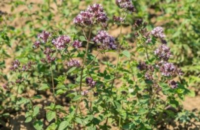 Oregano - Wilde marjolein
