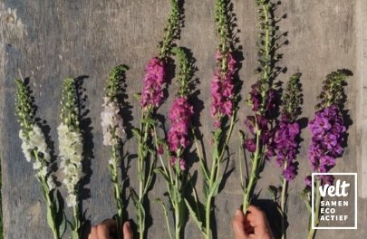 Paarse toorts - mix paars-wit-roze