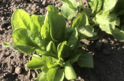 Zuring - Green de Belleville