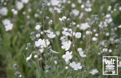 Argentijns vergeet-me-nietje