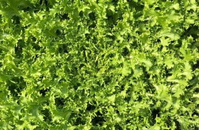 Krulandijvie - Wallonne (Frisée)