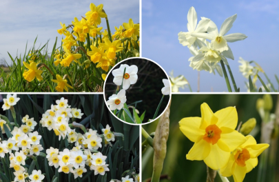 Mix narcissen geel en wit 