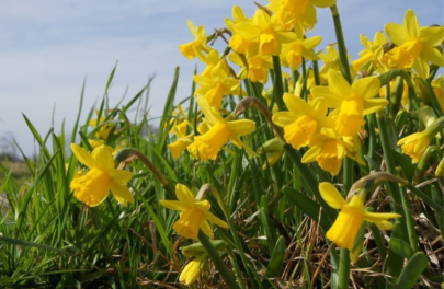 Narcis 'Tête à Tête' 