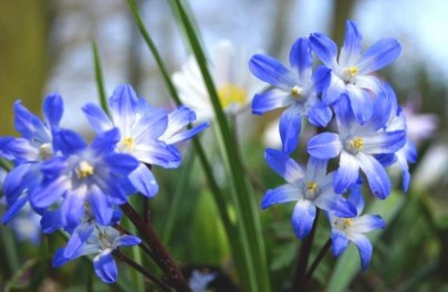 Sneeuwroem 'Blue Giant' 