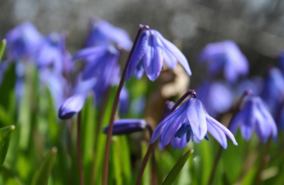 Oosterse sterhyacint 