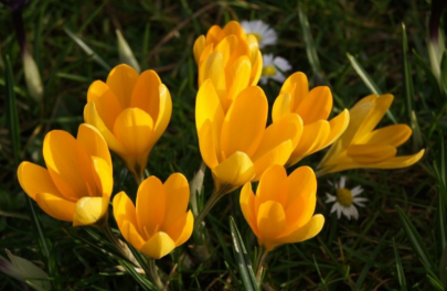 krokus 'Golden Yellow'