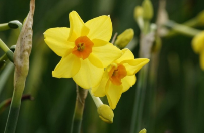 Narcis 'Martinette'