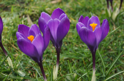 Krokus 'Flower Record' 