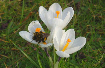 Krokus 'Jeanne d'Arc' 