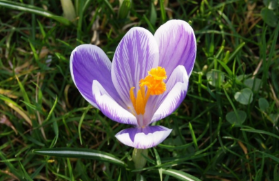 Krokus 'King of the Striped'