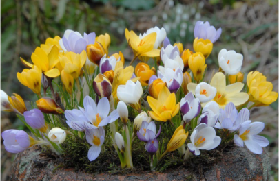 Mix kleine krokus