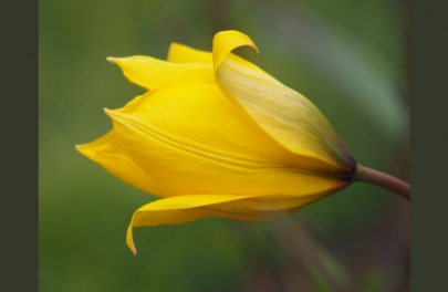 Tulp sylvestris 