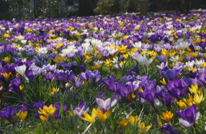 Mix grote krokus