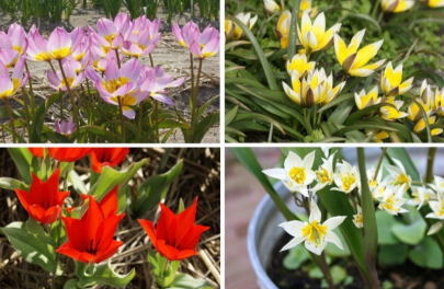 Mix verwilderingstulpen 