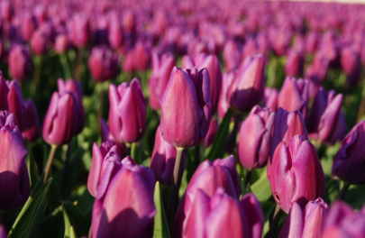Tulp 'Purple prince'