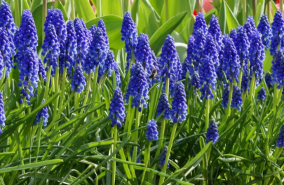 Druifhyacint armeniacum 