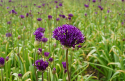 Sierlook 'Purple Sensation' 