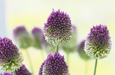 Sierlook sphaerocephalon 