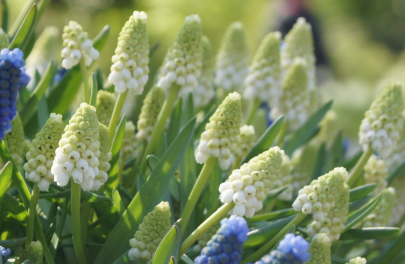 Druifyacint 'White magic' 