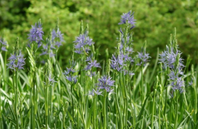 Prairielelie 'Caerulea' 