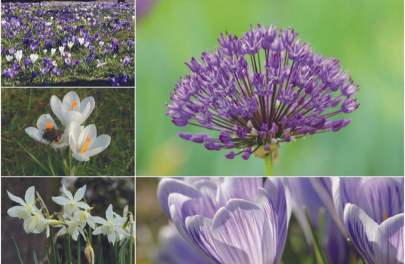 Bijenbuffet 'Bollenlasagne' 
