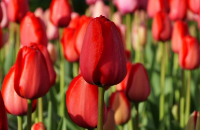Tulp 'Red Impression' 