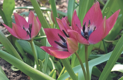 Tulp 'Little beauty'