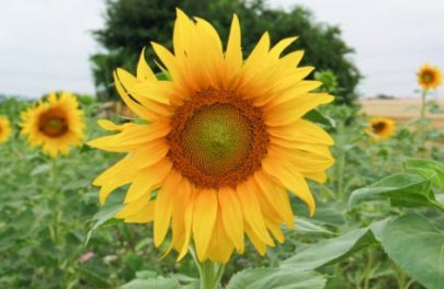 Z0804 Zonnebloem  (groenbemesters en grassen)_BS