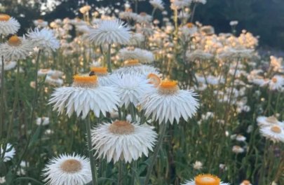 Z1425 Strobloem 'Vintage white'_VR