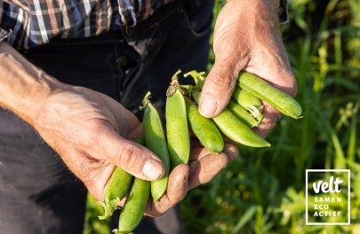 Z1365 Wonder van Scheemda