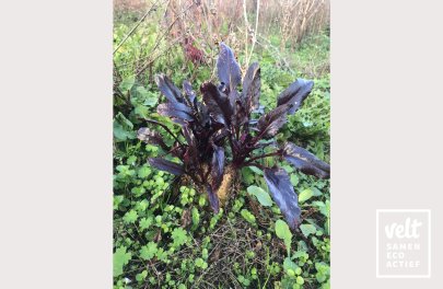 Z1367 Deventer Zwartblad_De Zaderij