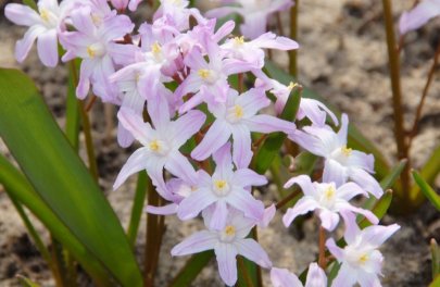 Sneeuwroem 'Pink giant'