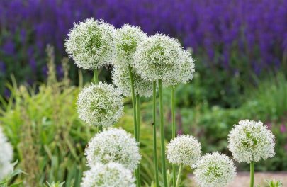 Sierlook 'Mount Everest'