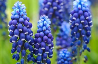 Druifhyacint 'Joyce spirit'