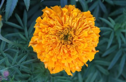 Afrikaantje orangeade 